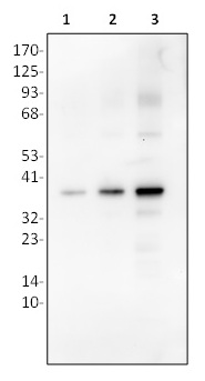 1 - Glycine Oxidase Antibody ABV11810