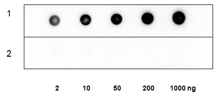 6 - Anti-Collagen-I Antibody ABV11815