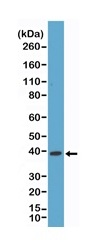 1 - Anti-p38 MAPK Rabbit Monoclonal Antibody ABV11819