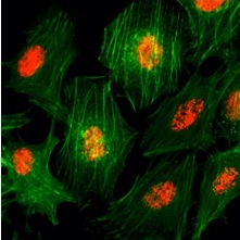 8 - Anti-Histone H3 pan, Rabbit Monoclonal Antibody ABV11835