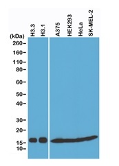 1 - Anti-Histone H3 pan, Rabbit Monoclonal Antibody ABV11835