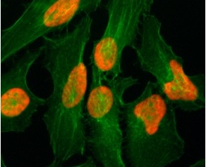 8 - Anti- Histone H2AZ, Rabbit Monoclonal Antibody ABV11836