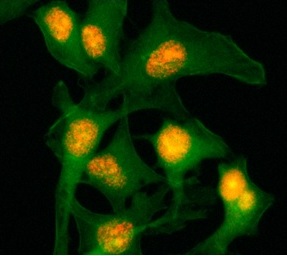 8 - Anti-Histone H2B Rabbit Monoclonal Antibody ABV11838