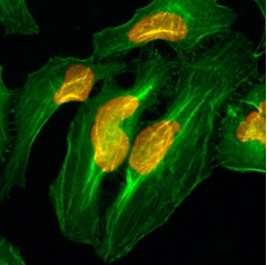 8 - Anti-Histone H2A Rabbit Monoclonal Antibody ABV11839