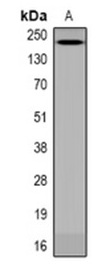 1 - Phospho-ANAPC1 (Ser688) Antibody ABV11850