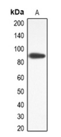 1 - Anti-ANO9 Antibody ABV11856