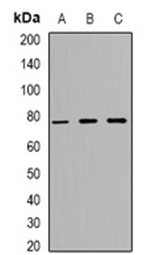 1 - Anti-ZNF7 Antibody ABV11857
