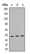 1 - Anti-TEAD2 Antibody ABV11861