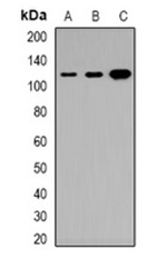 1 - Anti-Tensin 3 Antibody ABV11862
