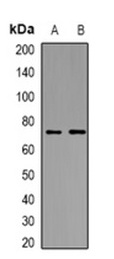 1 - Anti-ICK Antibody ABV11866