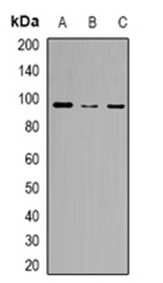 1 - Anti-ZKSCAN5 Antibody ABV11867