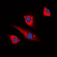 3 - Anti-PEA15 Antibody ABV11869