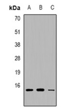 1 - Anti-PEA15 Antibody ABV11869