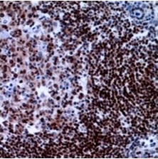 2 - Anti-XRCC3 Antibody ABV11870