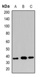 1 - Anti-XRCC3 Antibody ABV11870