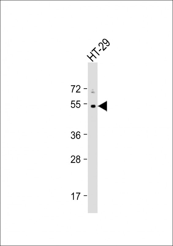 1 - p53 (S376) antibody  AP22298a