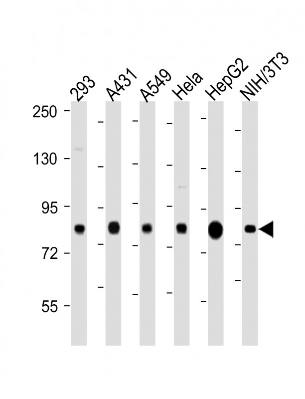 1 - RPS6KA3 (S369) antibody AP22299a