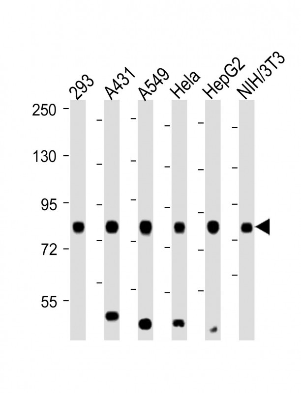 1 - RPS6KA3 (S369) antibody AP22299a