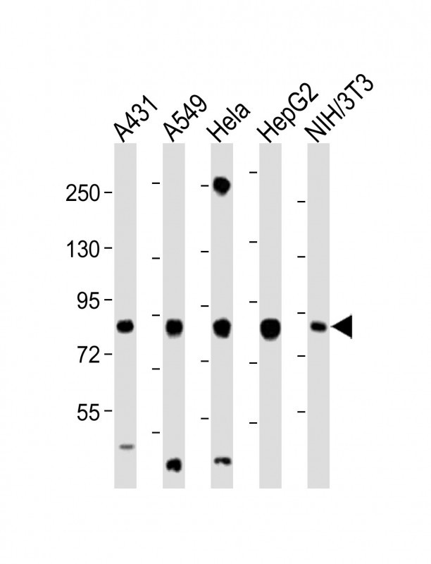 1 - RPS6KA3 (S369) antibody AP22299a