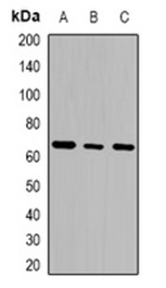 1 - Anti-GTPBP2 Antibody ABV11874