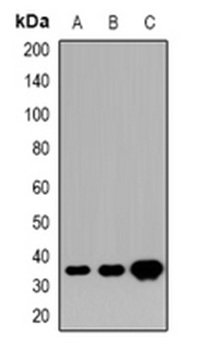 1 - Anti-HOXD13 Antibody ABV11875
