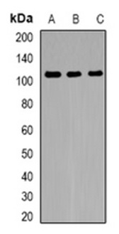 1 - Anti-FNBP3 Antibody ABV11877