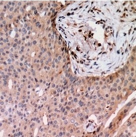 2 - Anti-RAB24 Antibody ABV11878