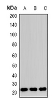 1 - Anti-RAB24 Antibody ABV11878