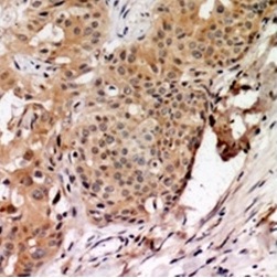 2 - Anti-TAGAP Antibody ABV11879