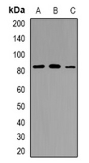 1 - Anti-TAGAP Antibody ABV11879