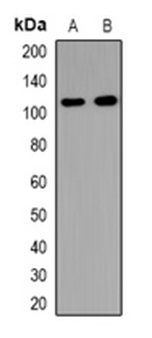 1 - Anti-USP37 Antibody ABV11883
