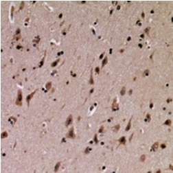 2 - Anti-SFT2D3 Antibody ABV11886