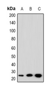 1 - Anti-SFT2D3 Antibody ABV11886