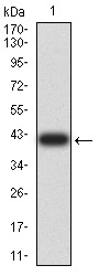 1 - Mouse Monoclonal Antibody to CGB AO2330a