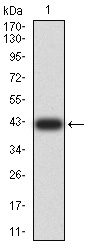1 - Mouse Monoclonal Antibody to PELP1 AO2335a
