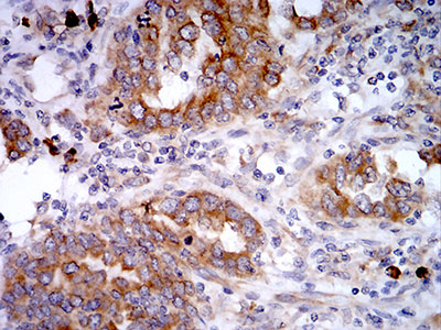 2 - Mouse Monoclonal Antibody to VIMP AO2378a