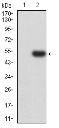 1 - Mouse Monoclonal Antibody to VIMP AO2378a