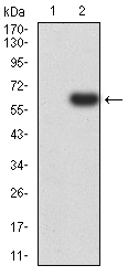 1 - Mouse Monoclonal Antibody to PTPN14 AO2383a