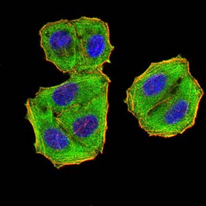 8 - Mouse Monoclonal Antibody to EIF5 AO2386a