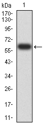 1 - Mouse Monoclonal Antibody to EIF5 AO2386a