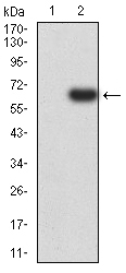 1 - Mouse Monoclonal Antibody to EIF5 AO2386a