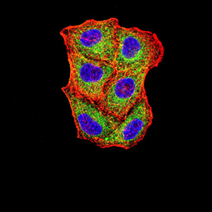 8 - Mouse Monoclonal Antibody to VIMP AO2395a