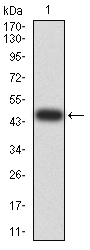 1 - Mouse Monoclonal Antibody to VIMP AO2395a