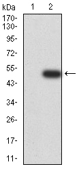 1 - Mouse Monoclonal Antibody to VIMP AO2395a