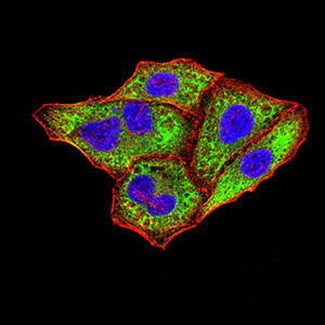 8 - Mouse Monoclonal Antibody to IghA1 AO2404a