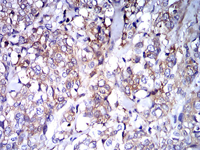 2 - Mouse Monoclonal Antibody to IghA1 AO2404a