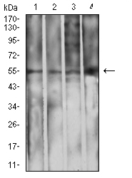 1 - Mouse Monoclonal Antibody to IghA1 AO2404a