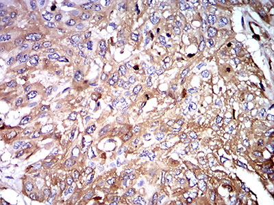 2 - Mouse Monoclonal Antibody to IghA1 AO2405a