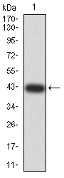 1 - Mouse Monoclonal Antibody to IghA1 AO2405a