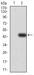 1 - Mouse Monoclonal Antibody to IghA1 AO2405a